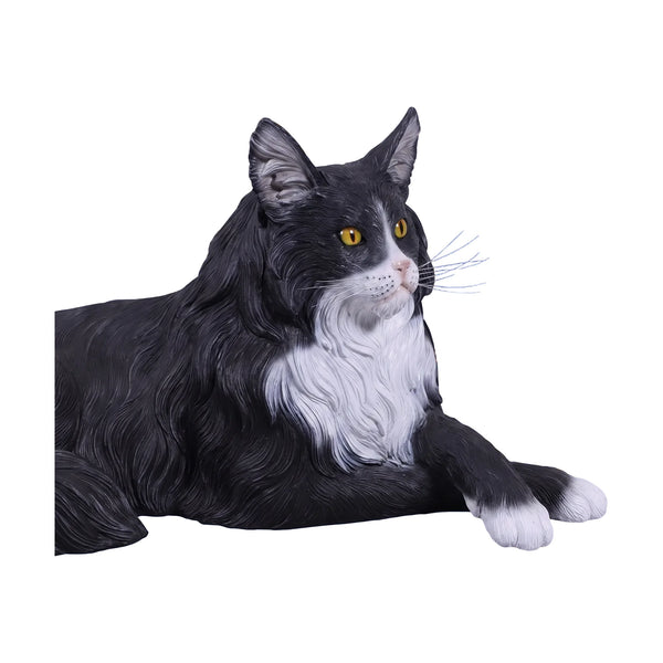 Maine Coon Cat