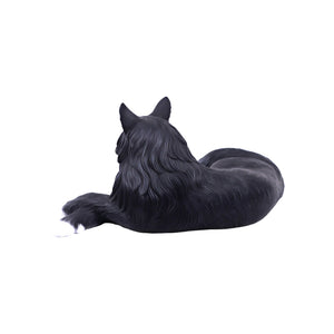 Maine Coon Cat