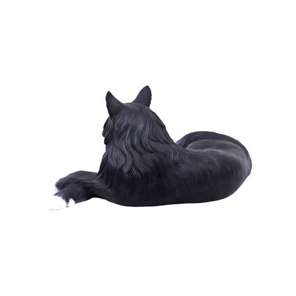 Maine Coon Cat