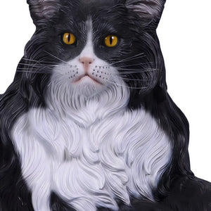 Maine Coon Cat