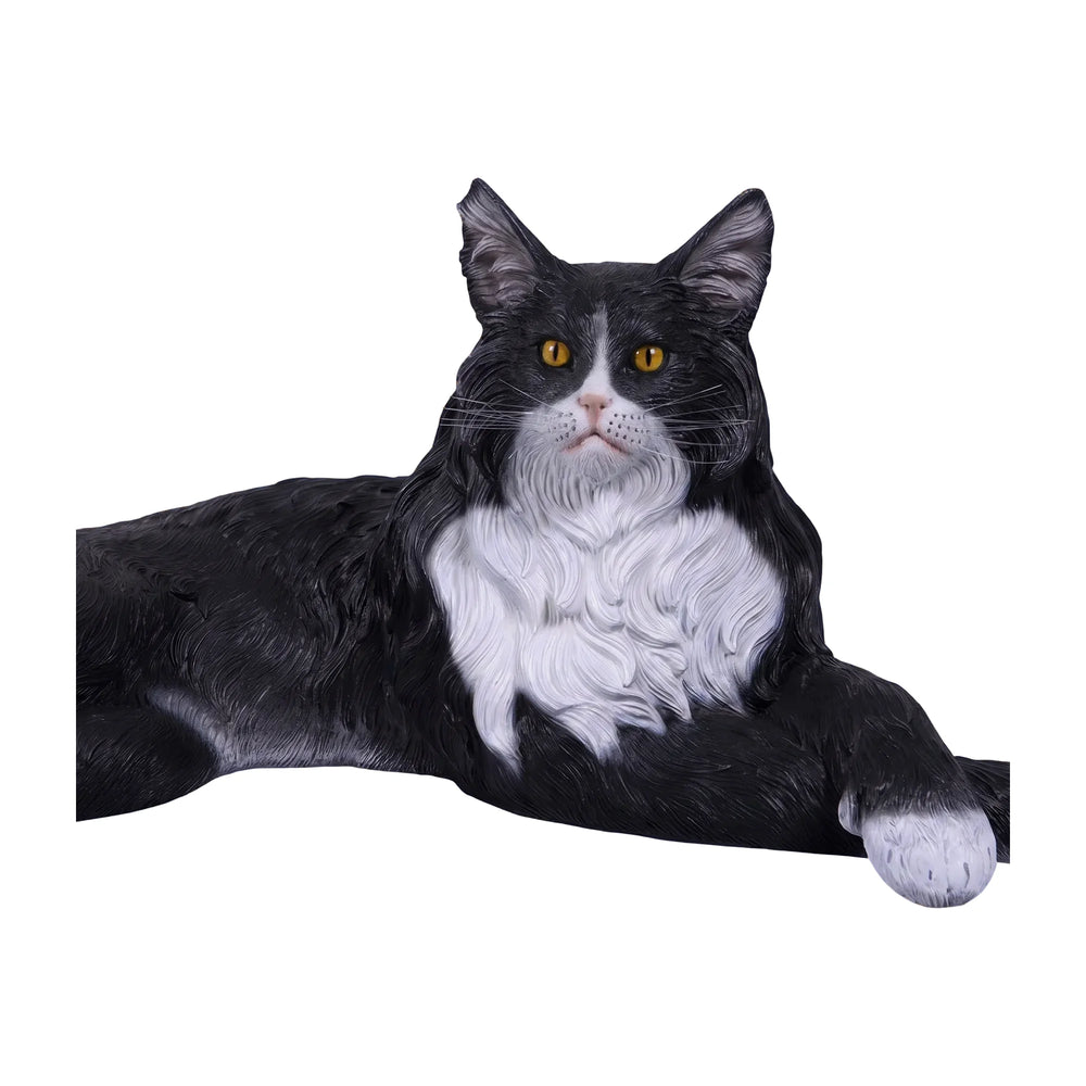 Maine Coon Cat