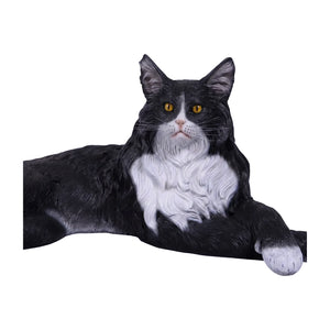 Maine Coon Cat