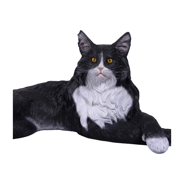 Maine Coon Cat