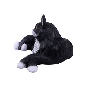 Maine Coon Cat