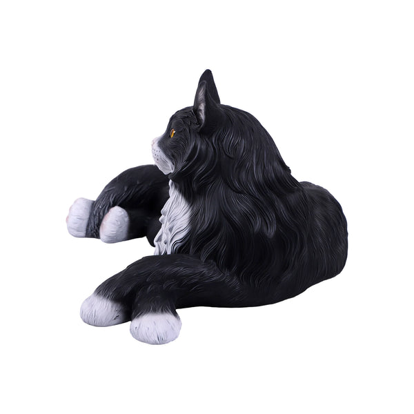 Maine Coon Cat