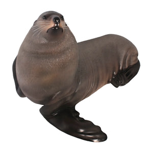 Male Fur Seal (Not in Aus)