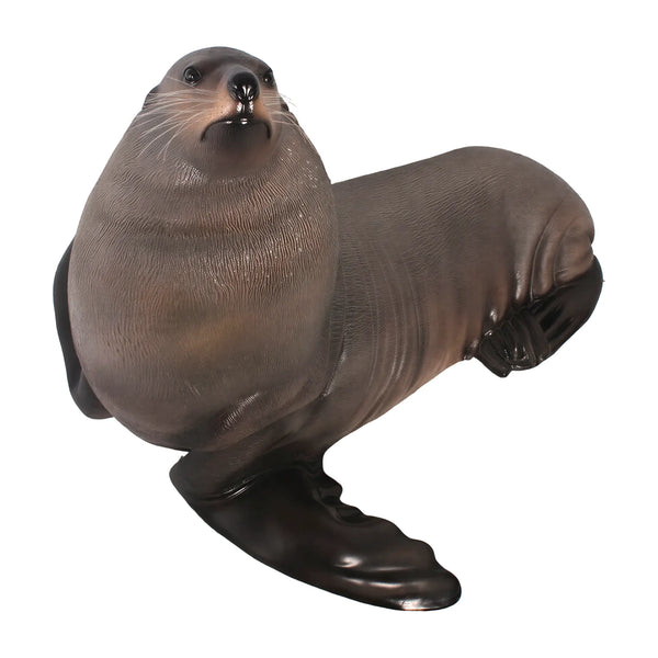 Male Fur Seal (Not in Aus)