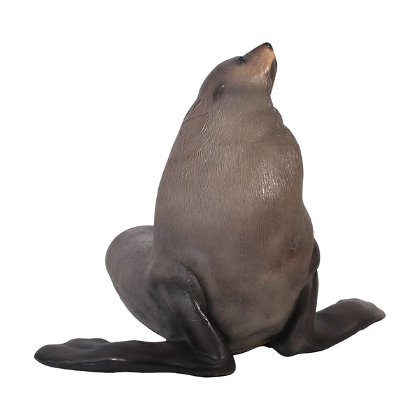 Male Fur Seal (Not in Aus)