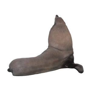 Male Fur Seal (Not in Aus)