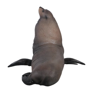 Male Fur Seal (Not in Aus)