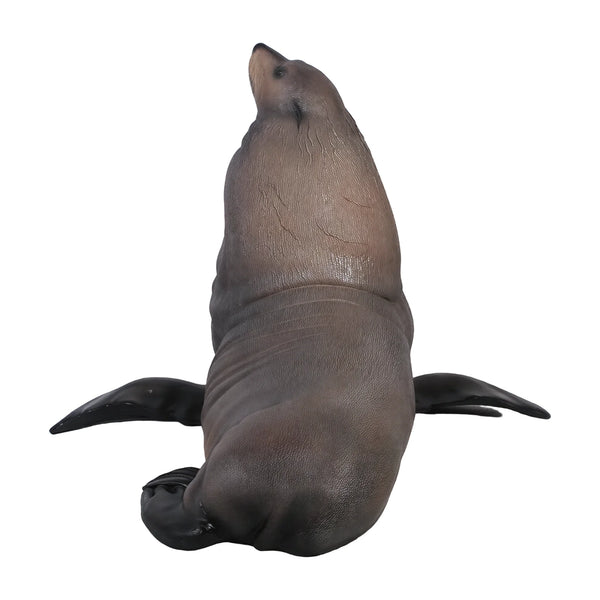 Male Fur Seal (Not in Aus)