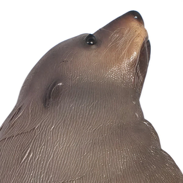 Male Fur Seal (Not in Aus)