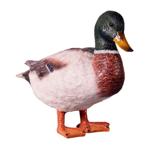 Male Mallard Duck