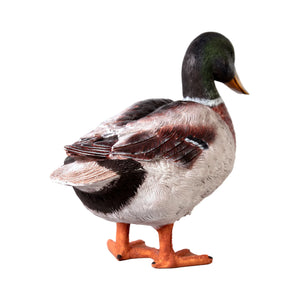 Male Mallard Duck