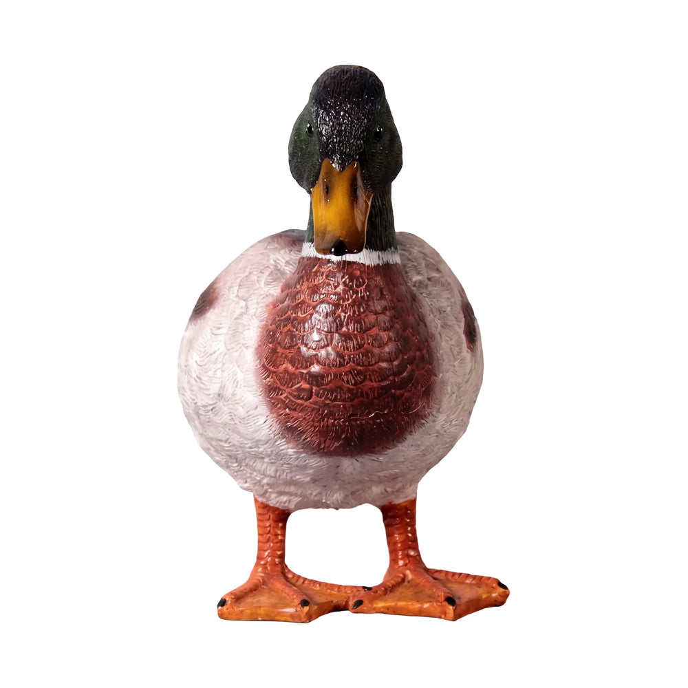 Male Mallard Duck
