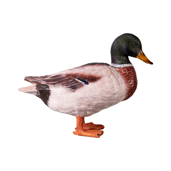 Male Mallard Duck