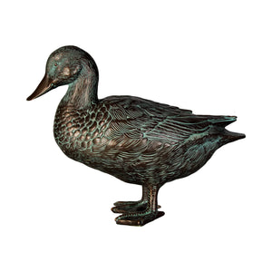 Male Mallard Duck