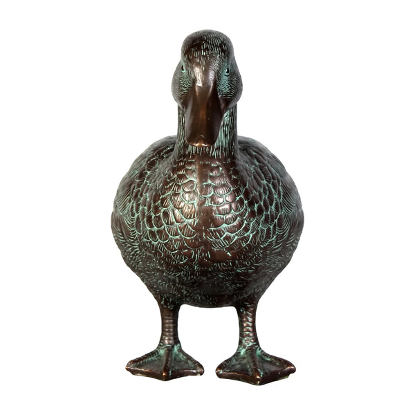 Male Mallard Duck