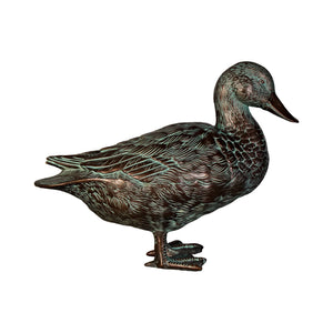Male Mallard Duck