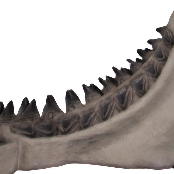 Megalodon Jaw 50" H