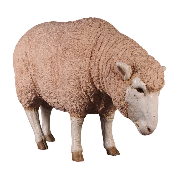 Merino Ewe (Not in Aus)