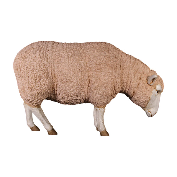 Merino Ewe (Not in Aus)