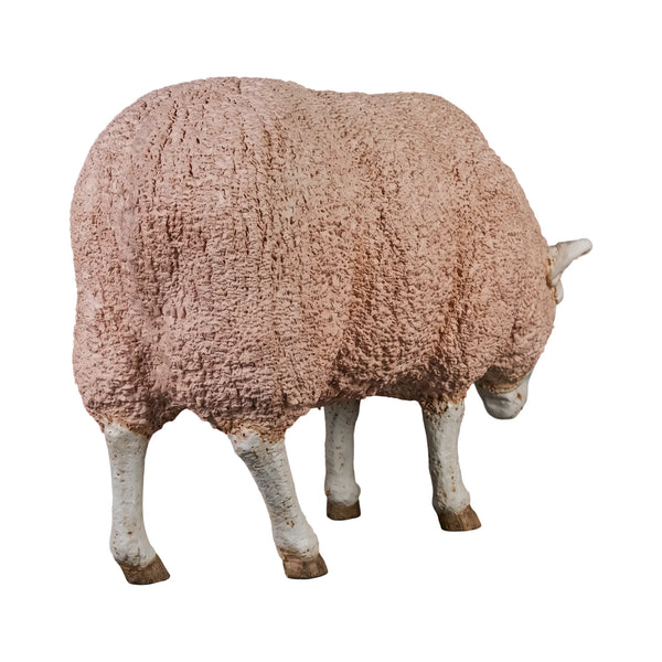 Merino Ewe (Not in Aus)