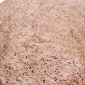 Merino Ewe (Not in Aus)