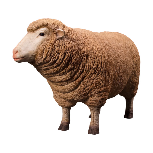 Merino Ewe Head Up (Not in Aus)