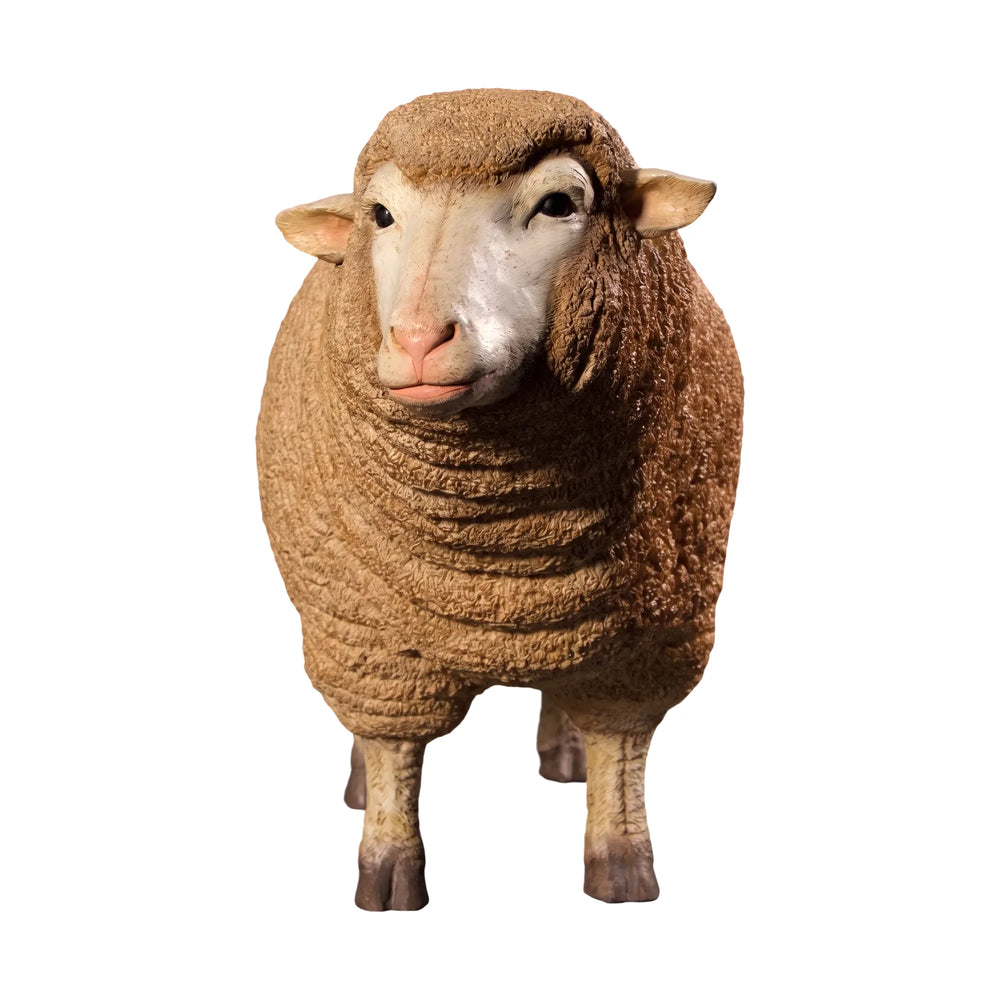 Merino Ewe Head Up (Not in Aus)