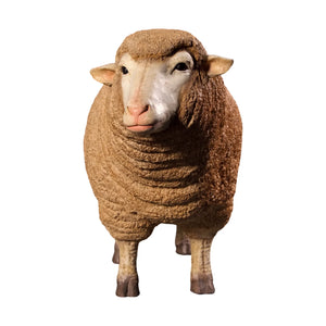 Merino Ewe Head Up (Not in Aus)
