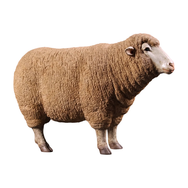 Merino Ewe Head Up (Not in Aus)