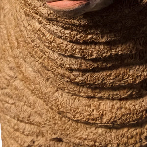 Merino Ewe Head Up (Not in Aus)