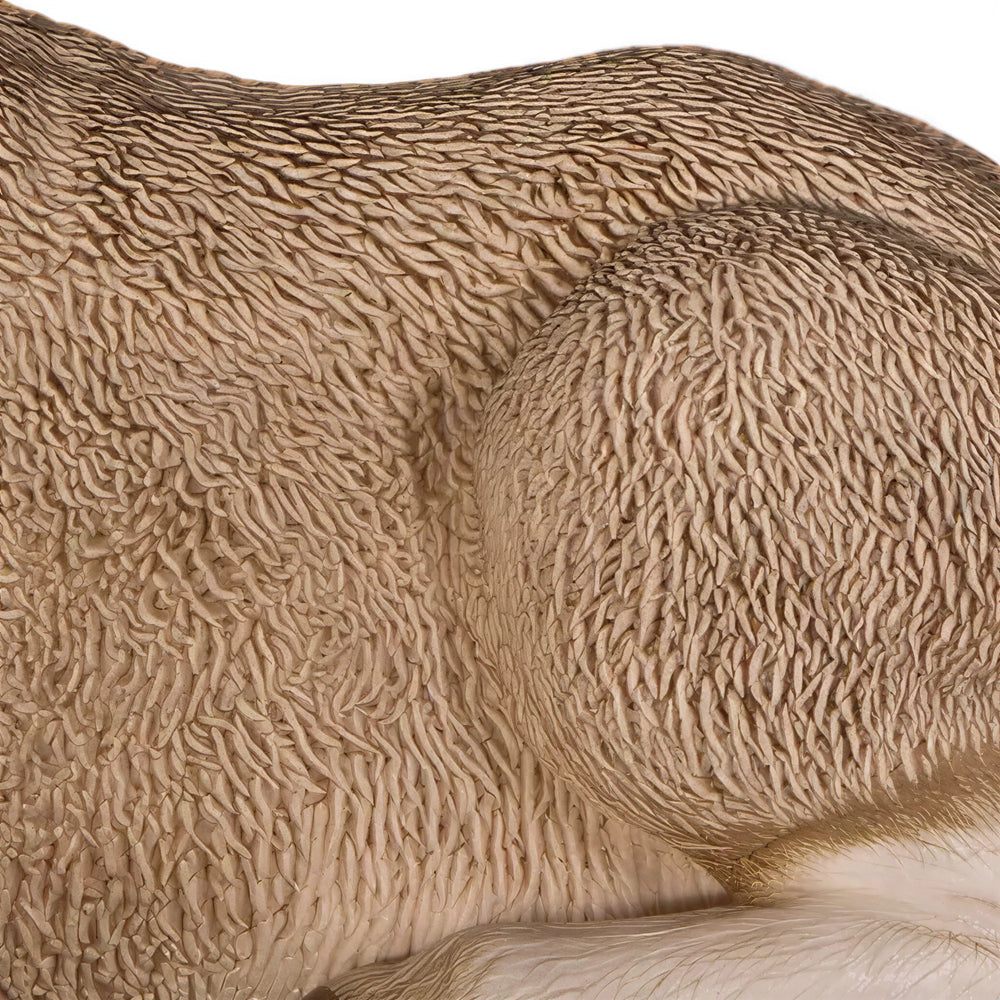 Merino Lamb (Not in Aus)