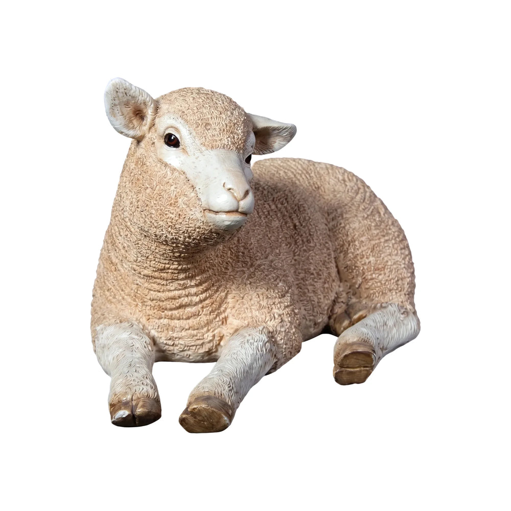 Merino Lamb Resting
