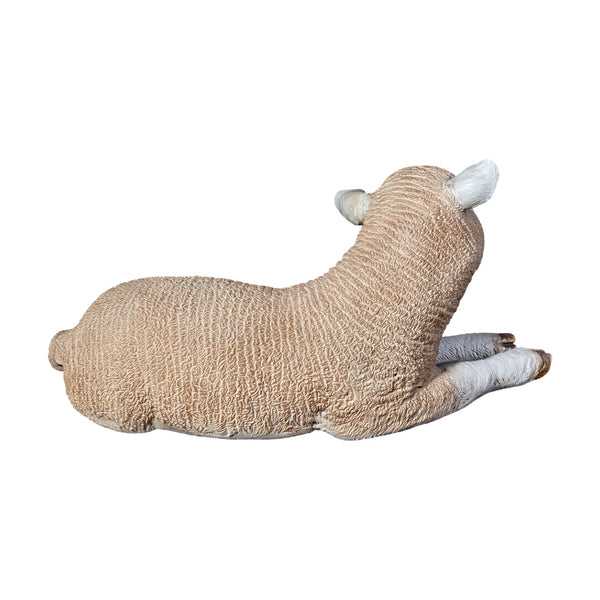 Merino Lamb Resting