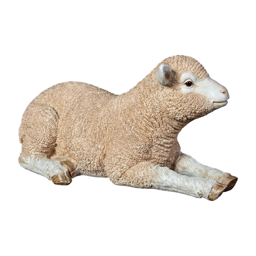 Merino Lamb Resting