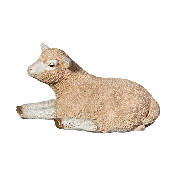 Merino Lamb Resting