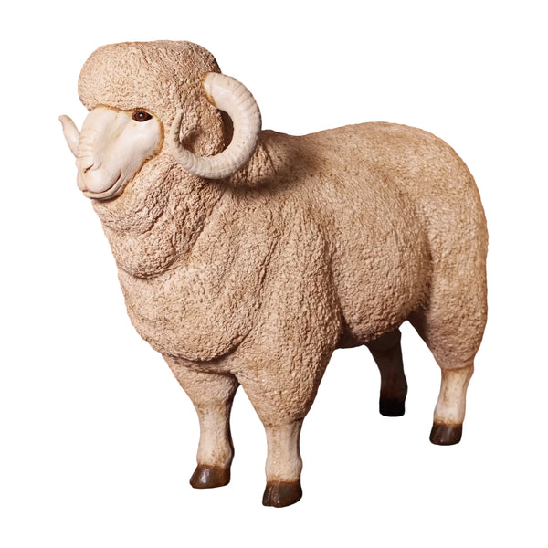 Merino Ram (Not in Aus)