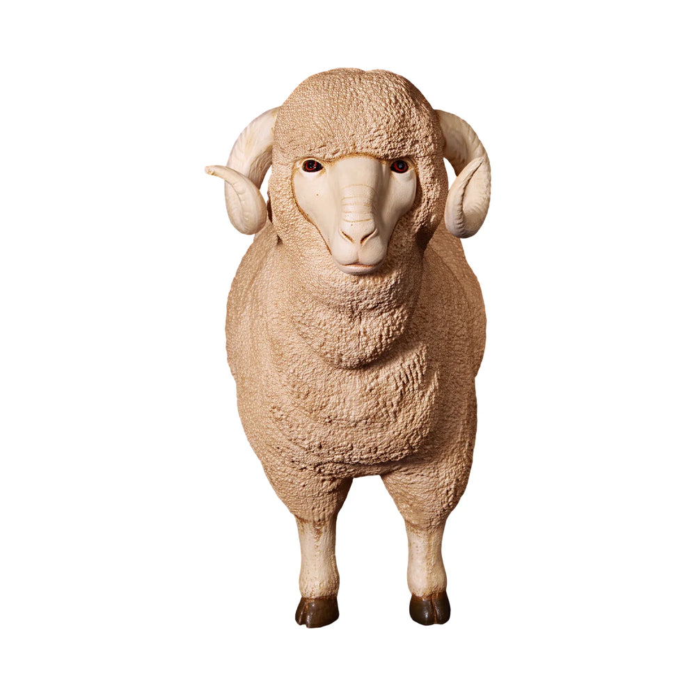 Merino Ram (Not in Aus)