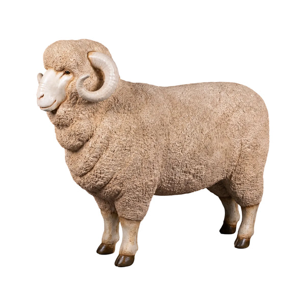 Merino Ram (Not in Aus)