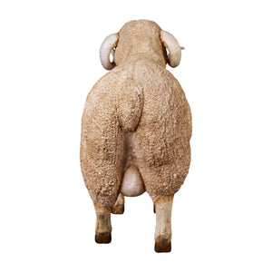 Merino Ram (Not in Aus)