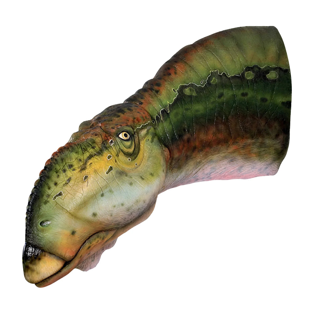 Muttaburrasaurus Head (Not In Aus)