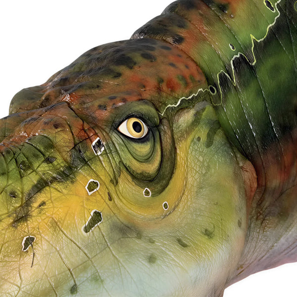 Muttaburrasaurus Head (Not In Aus)