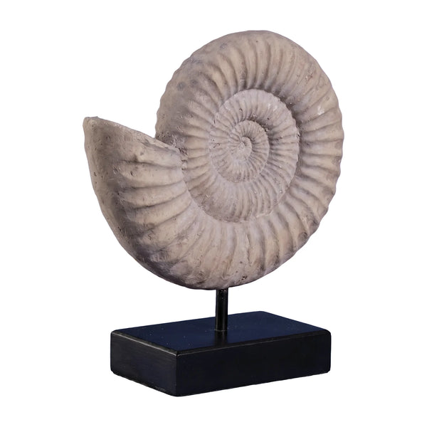 Nautilus Shell