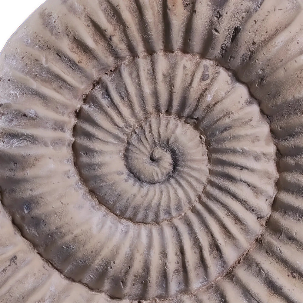 Nautilus Shell