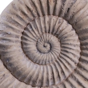 Nautilus Shell