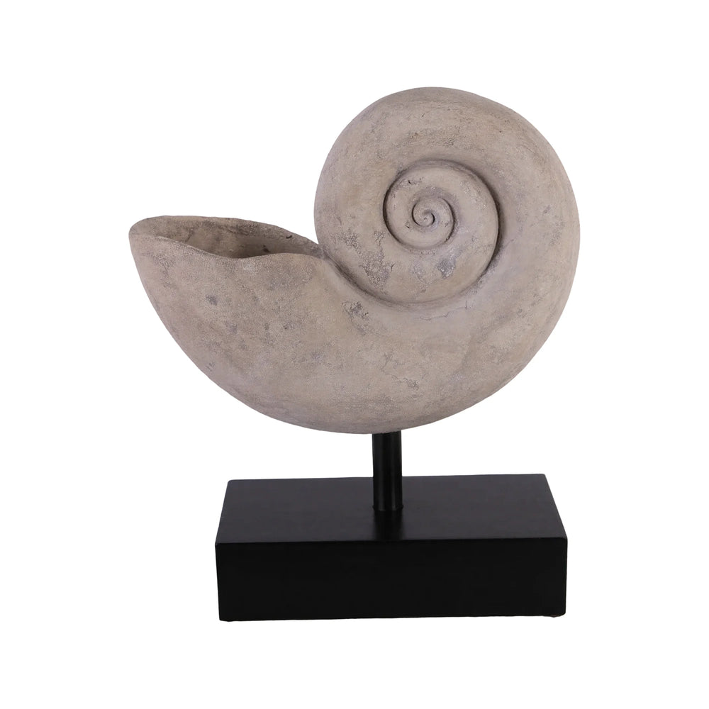 Nautilus Shell Large