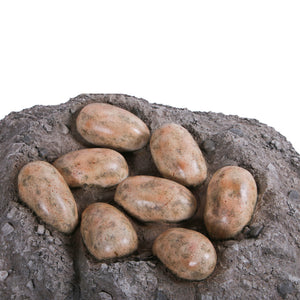 Nest With Dinosaur Eggs (Not In Aus/Nz)
