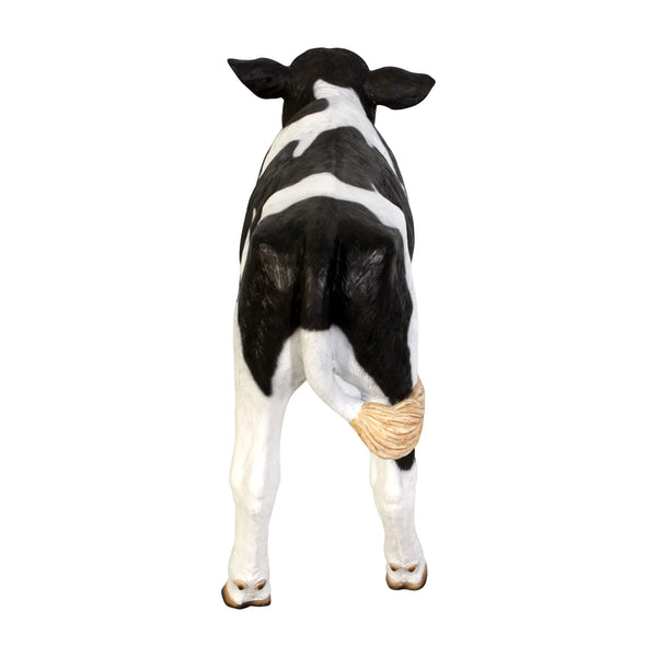 New Born Calf